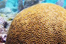 ปะการังสมองยังสมบูรณ์